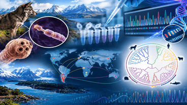 Molecular Phylogenetic studies of Echinococcus spp populations from southern Chile and their evolutionary relationships with populations of the parasite from other parts of the world