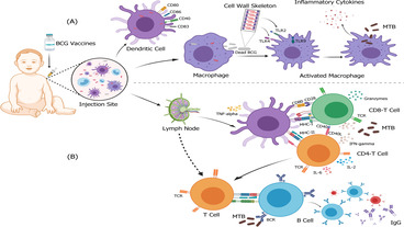 Role of HSP65 of Mycobacterium bovis in predicting protection of BCG vaccine against COVID-19