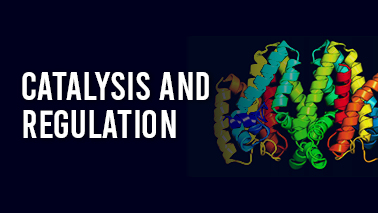 Peers Alley Media: Catalysis and Regulation